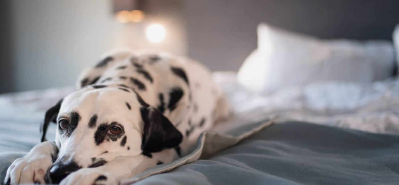 When the Dog is Welcome: Dog-Friendly Wellness Hotels main image