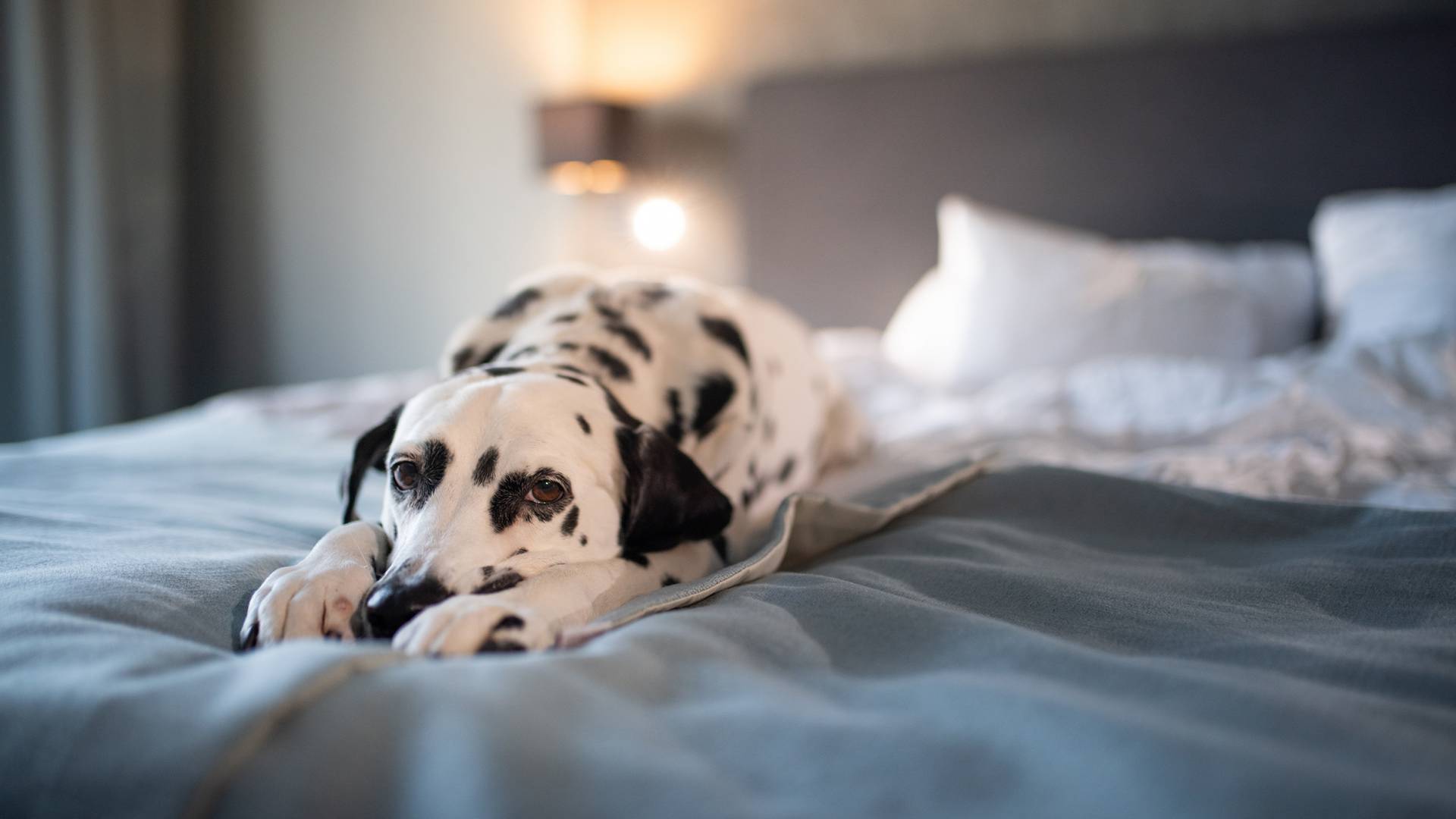 Dog-friendly holiday