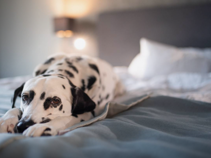 When the Dog is Welcome: Dog-Friendly Wellness Hotels Thumbnail