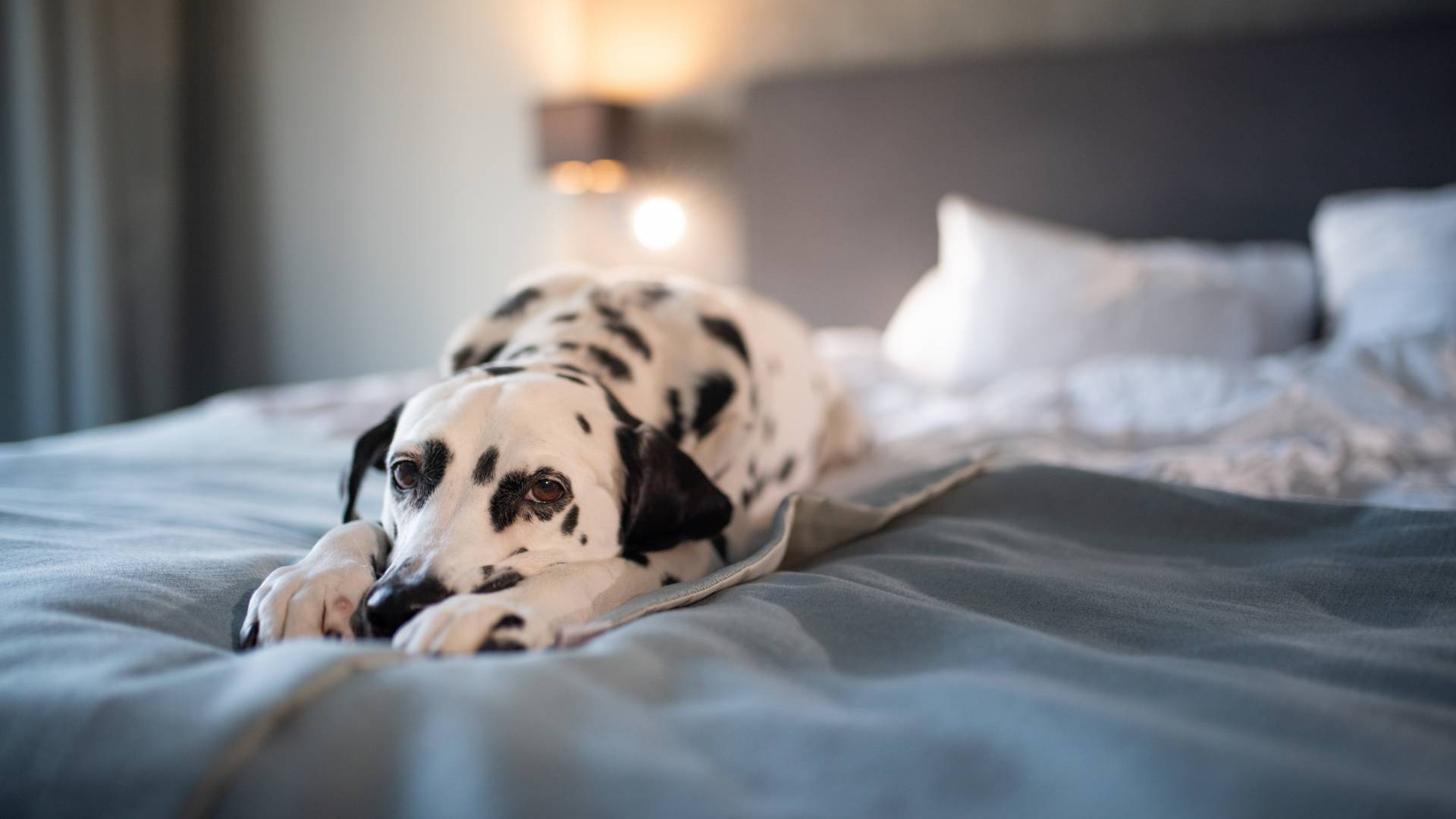 Hund liegt in Bett in einem Hotelzimmer. hundefreundliches Hotel