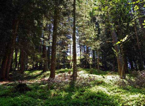 Waldbaden im Naturhotel Waldklause Symbolfoto