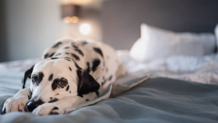 Wenn der Vierbeiner mit darf: Hundefreundliche Wellnesshotels Symbolfoto